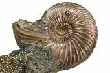 Iridescent, Pyritized Ammonite (Quenstedticeras) Fossil Display #353751-1